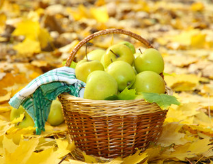basket of fresh ripe apples in garden on autumn leaves