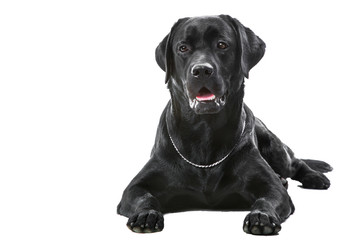 black labrador retriever dog lying on isolated white