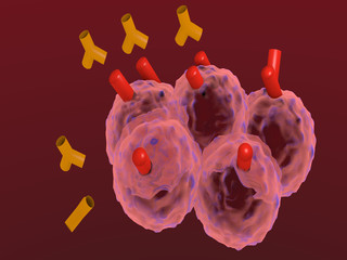 anticorpi monoclonali attaccano cellule tumorali