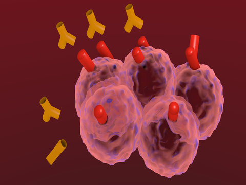 anticorpi monoclonali attaccano cellule tumorali