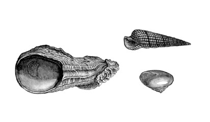 Prehistory : Molluscs - Shells (Miocene) © Erica Guilane-Nachez
