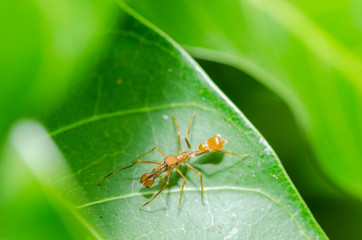 Ant mimic spider - male