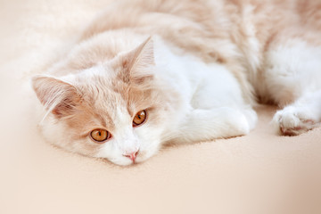white beige cat, on a beige background