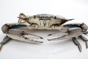 Blue crab on white background - obrazy, fototapety, plakaty