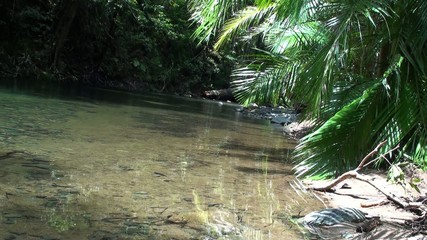 jungle creek