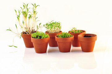 small vases containing seedlings