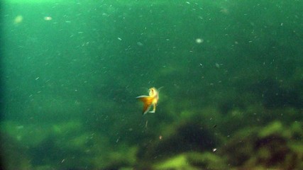 Little fish in a big pond