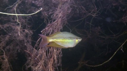 Australian rainbow fish