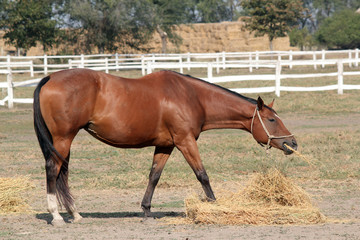 brown horse eating hay ranch scene