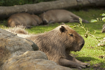 Capybara