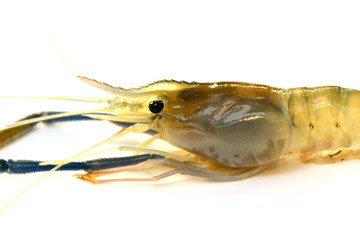 Raw shrimp