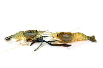 Raw shrimp