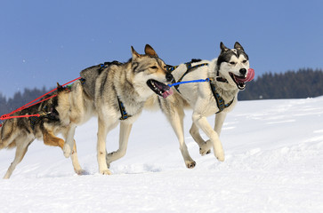 Naklejka premium sportive dogs