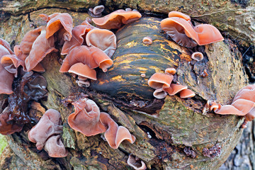Fungi growing on a tree trunk