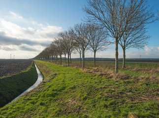 Row of trees along a ditch in winter