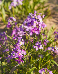 Matthiola bolleana, canarian wallflower