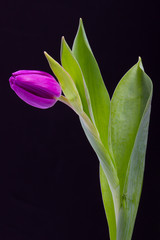 Obraz premium single tulip over black background