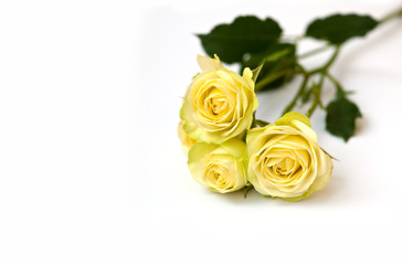 Yellow rose isolated on white