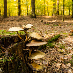 Fototapeta premium austernpilze im wald
