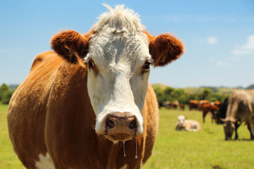 Hereford Cow - obrazy, fototapety, plakaty