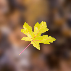 fallendes herbstblatt