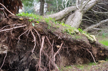 Roots of a fallen tree after a storm