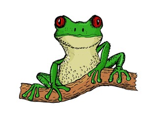 hand drawn, vector, cartoon illustration of tree frog