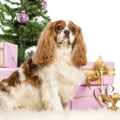 Cavalier King Charles sitting in front of Christmas decorations