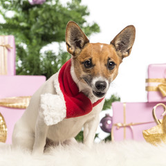Jack Russell Terrier sitting and wearing a Christmas scarf