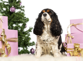 Cavalier King Charles sitting in front of Christmas decorations