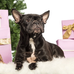 French Bulldog lying in front of Christmas decorations