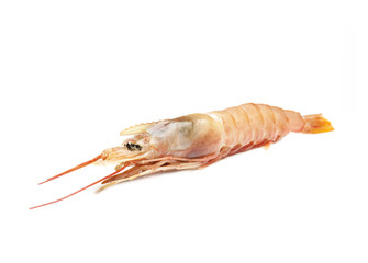 Raw shrimp isolated