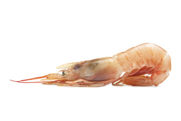 Raw shrimp isolated