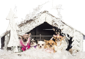 Chihuahuas sitting and dressed