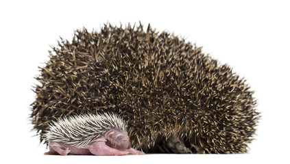 Baby Hedgehog lying next to its mother against white background © Eric Isselée
