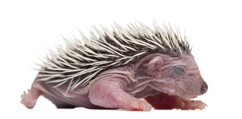 Baby Hedgehog, 4 days old, against white background