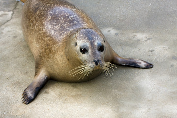 Naklejka premium Young harbour seal (Phoca vitulina)