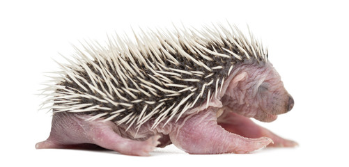 Baby Hedgehog, 4 days old, against white background
