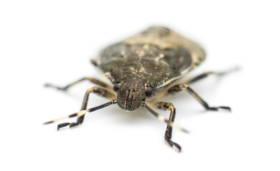 Shield Bug, Troilus luridus, against white background