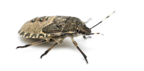 Shield Bug, Troilus luridus, against white background