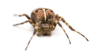 European garden spider against white background