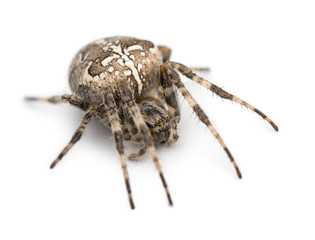 European garden spider, Araneus diadematus
