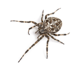 Top view of an European garden spider, Araneus diadematus,