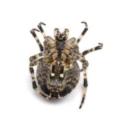 European garden spider, Araneus diadematus
