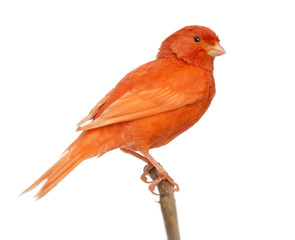Red canary Serinus canaria, perched on a branch - obrazy, fototapety, plakaty