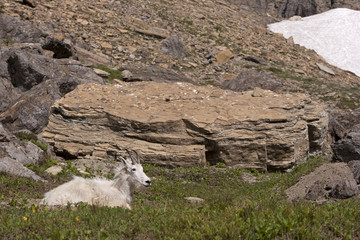 Mountain Goat in Glacier National Park