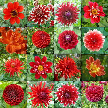 Collection Dahlias Rouges