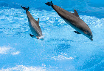 delfini saltano nell'acqua
