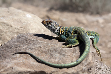 Collared lizard
