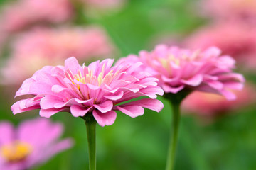Pink Zinnia flowers